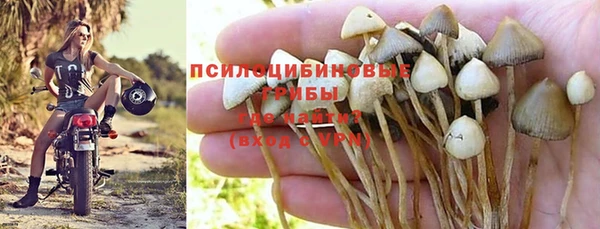прущие грибы Балахна